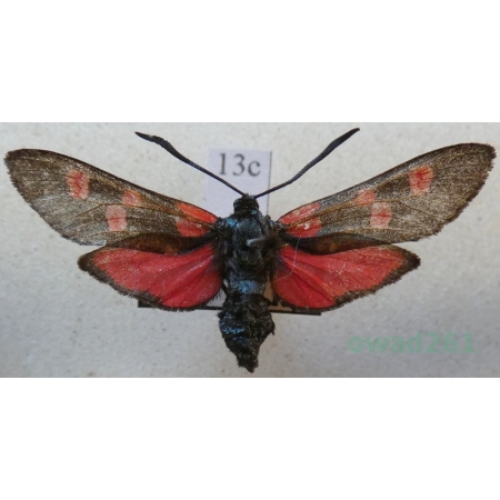Zygaena lonicerae (Scheven, 1777) Czech13c